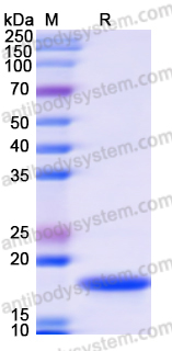 Recombinant Human ITCH Protein, N-His