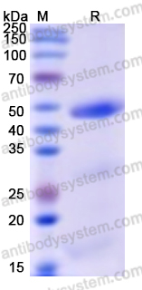 Recombinant Human ASRGL1 Protein, N-His
