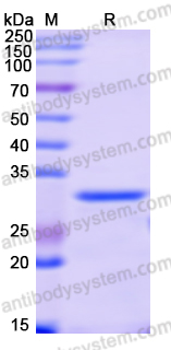 Recombinant Human ATF6B Protein, N-GST & C-His
