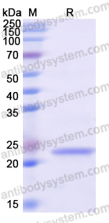 Recombinant Human MRPL45 Protein, N-His