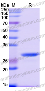 Recombinant Human PANX1 Protein, N-GST & C-His