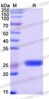 Recombinant Human PDLIM7 Protein, N-His-SUMO & C-Strep