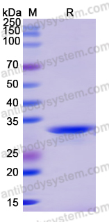 Recombinant Human ZFYVE27 Protein, N-GST & C-His
