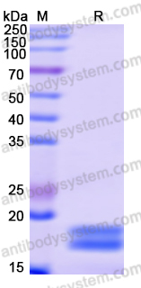 Recombinant Human RBM4 Protein, N-His