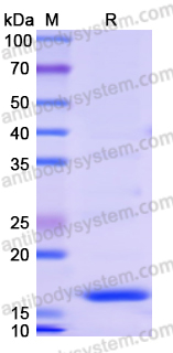 Recombinant Human SPAG5 Protein, N-His
