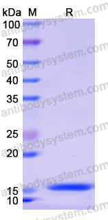 Recombinant Human CALHM6 Protein, N-His