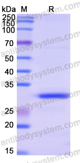 Recombinant Human RICTOR Protein, N-His-SUMO & C-Strep