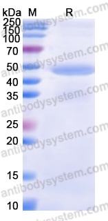 Recombinant Human IPO4 Protein, N-His