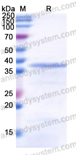 Recombinant Human MRPL37 Protein, N-His