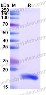 Recombinant Human MRPS17 Protein, N-His