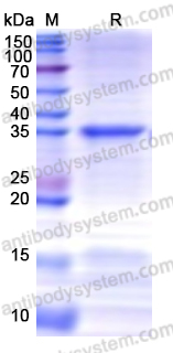 Recombinant Human PRMT6 Protein, N-His