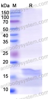Recombinant Human SH3PXD2A Protein, N-His