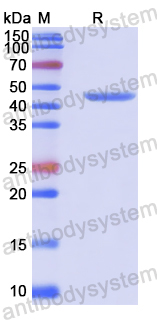 Recombinant Human POLI Protein, N-His