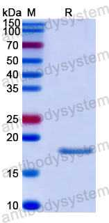 Recombinant Human COG3 Protein, N-His