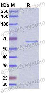 Recombinant Human DARS2 Protein, N-His