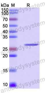 Recombinant Human PURB Protein, N-His