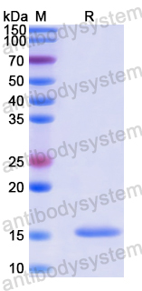 Recombinant Human NGRN Protein, N-His