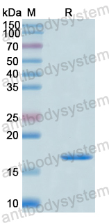 Recombinant Human AMOTL1 Protein, N-His-SUMO