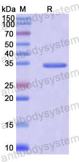 Recombinant Human AFMID Protein, N-His