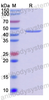 Recombinant Human PELO Protein, N-His