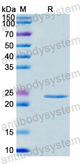 Recombinant Human PPP1R13L Protein, N-His