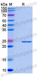 Recombinant Human MYOT Protein, N-His