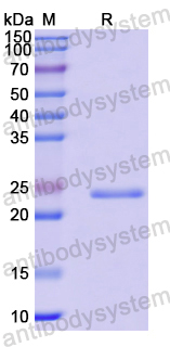 Recombinant Human GSDMC Protein, N-His