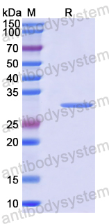 Recombinant Human NMD3 Protein, N-His
