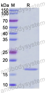 Recombinant Human RCOR1 Protein, N-His