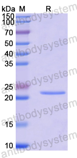 Recombinant Human POLDIP3 Protein, N-His-SUMO