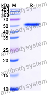 Recombinant Human CRBN Protein, N-His
