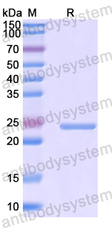Recombinant Human TCF12 Protein, N-His-SUMO & C-Strep