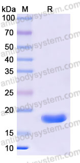 Recombinant Human MYDGF Protein, N-His