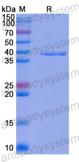 Recombinant Human ABCA7 Protein, N-His
