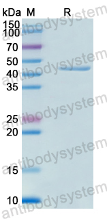 Recombinant Human PREB Protein, N-His