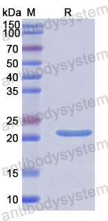 Recombinant Human RBM8A Protein, N-His-SUMO