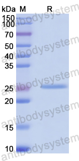 Recombinant Human USP3 Protein, N-His