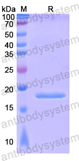 Recombinant Human MZB1 Protein, N-His