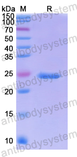 Recombinant Human PICK1 Protein, N-His-SUMO & C-Strep