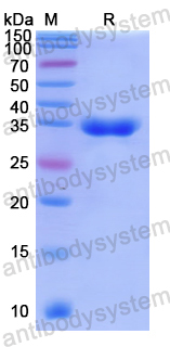Recombinant Human PRPF8 Protein, N-His