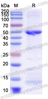 Recombinant Human NSUN5 Protein, N-His