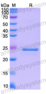 Recombinant Human NUDC Protein, N-His-SUMO & C-Strep