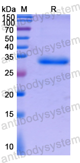 Recombinant Human ATPAF1 Protein, N-His