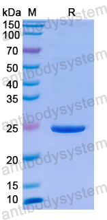 Recombinant Human WLS Protein, N-His