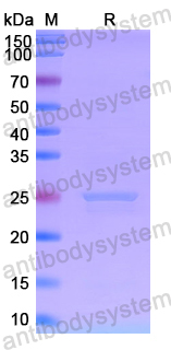 Recombinant Human NDUFA13 Protein, N-His-SUMO & C-Strep