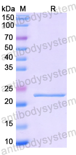 Recombinant Human RBM24 Protein, N-His-SUMO & C-Strep