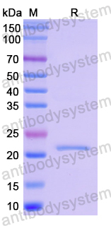 Recombinant Human RBPMS Protein, N-His-SUMO & C-Strep