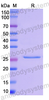 Recombinant Human REEP1 Protein, N-His-SUMO & C-Strep