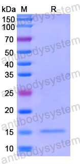 Recombinant Human TXNDC5 Protein, N-His