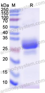 Recombinant Human VAMP8 Protein, N-His-SUMO & C-Strep